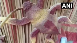 Bihar’s Cockroach-Themed Durga Puja Pandal Draws Crowds