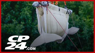 Six more belugas being moved from shuttered Marineland to the U.S.