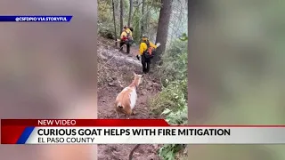 Curious goat joins Colorado firefighters at Rock Creek Fire