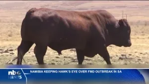 Ministry implements measures to prevent foot and mouth disease