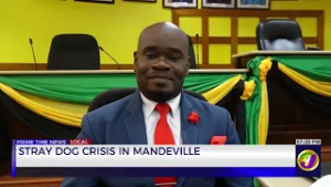Stray Dog Crisis in Mandeville | TVJ News
