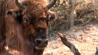 Madrid bison halted the advance of the Sierra Oeste wildfire