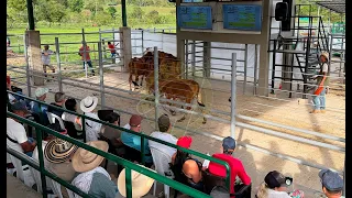 Over 2 Billion Pesos in Sales at the San Carlos Livestock Auction