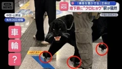 "Black Panther" on the subway causes a stir: The shocking truth behind what was "scaring passenge...