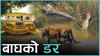 बाघ बढ्दा किन हुन्छ डर ?  | Kantipur Samachar