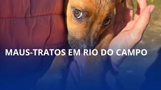 Filhote desnutrido é resgatado e cão é encontrado morto em Rio do Campo