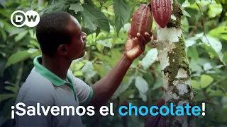 The Cacao Is Going Extinct: How Do We Preserve It? - Full Program