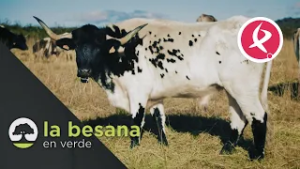 Bueyes de bellota para la sostenibilidad | La Besana en verde