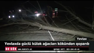 Yevlaxda güclü külək ağacları kökündən qoparıb
