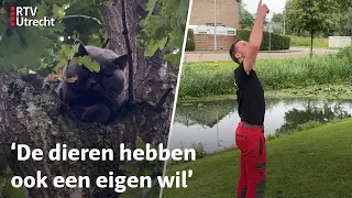 Kattenredder Vincent brengt vastzittende kat weer met pootjes op de grond | RTV Utrecht
