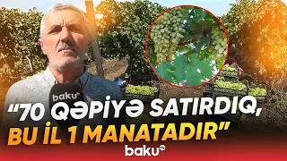 "50 faizini yandırdı..." | Fermerləri çarəsiz halda qoyan problem nədir? - Baku TV