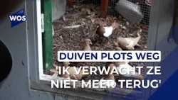 'Not the money, but the emotional value': Lier resident missing eleven fancy pigeons
