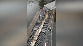 14-foot python found in Baltimore’s Gwynns Falls