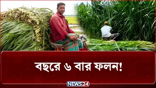 গরু ছাগলের ঘাস চাষেই স্বাবলম্বী | NEWS24 Special