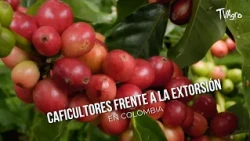 Coffee Growers Facing Extortion in Colombia - TvAgro by Juan Gonzalo Angel