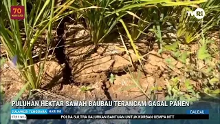 TENS OF HECTARES OF BAUBAU RICE FIELDS THREATENED BY CROP FAILURE