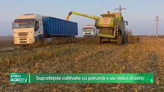 Corn cultivated areas have shrunk drastically 09/03/2026