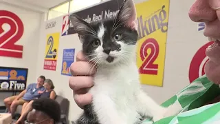 Pets on Set: Digit's kittens