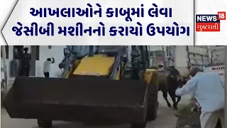 Amreli Stray Cattle News | આખલાઓને કાબૂમાં લેવા જેસીબી મશીનનો કરાયો ઉપયોગ | Bull Fight | Viral Video