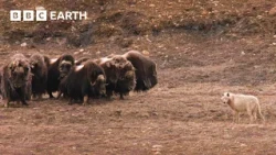 Deadly Animal Showdowns | BBC Earth