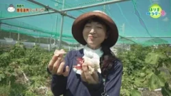 【姫路市】農業と福祉で手をつなごう　農福連携マッチング／はりまサタデー９・FOCUSはりま（2026年10月17日OA）