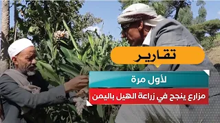 For the first time.. A farmer succeeds in growing cardamom in Yemen