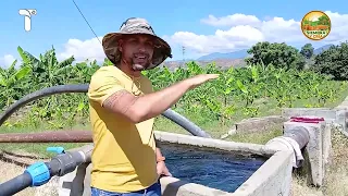 PLANTING AND RAISING - THE BANANA