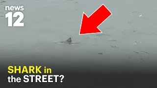A shark in the road? Video from Surf City has everyone looking twice