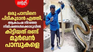 മൂർഖനെ വിഴുങ്ങാൻ എത്തിയ വലിയ മൂർഖൻ പാമ്പിനെ പിടികൂടി | Giant Cobra Caught | Snakemaster 1161