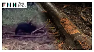 東京都内で初の緊急銃猟実施　クマ1頭を駆除　高尾駅から約8キロ…周辺では約70世帯が生活　クマが“人里に依存”（2026年09月30日）