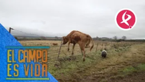 Rodeo en Valrío para atender a una vaca enferma | El campo es vida