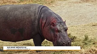 Meeting to be held in Magdalena Medio to make decisions regarding the hippos