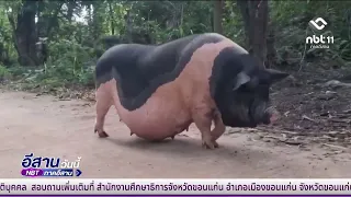 Crowds gather to adore Moo Kratha, the super chubby wild boar | Esan Today July 25, 2026