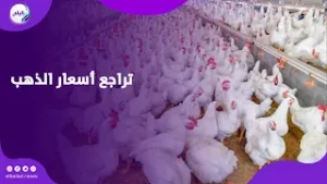 البانية وصل 250 جنيها .. أسباب زيادة أسعار الدواجن قبل حلول شهر رمضان