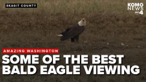Amazing Washington: Skagit County draws photographers, birders for bald eagle viewing