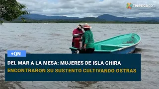 From sea to table: Isla Chira women find their livelihood farming oysters