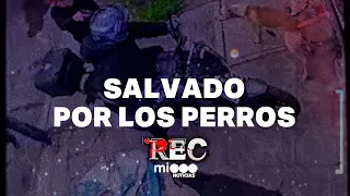 SAVED BY THE DOGS - HE ROBBED WITH A TOY GUN - #REC