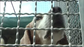"Infamous," the Liguria Region campaign against animal abandonment 07/27/2026