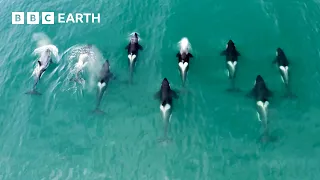 6 Fascinating Orca Moments | BBC Earth