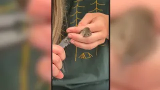 Denver researchers catch birds in nets, attach numbered leg bands