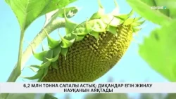 6,2 млн тонна сапалы астық: диқандар егін жинау науқанын аяқтады