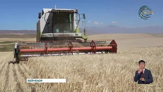 This year, agricultural crops were planted on 511.8 thousand hectares in the region