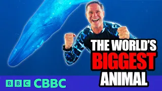 I went eyeball to eyeball with the biggest animal on Earth! 🐋 | Deadly 60 | CBBC