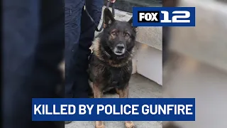 Police gunfire killed Portland K9 Kylo during shooting, PPB says