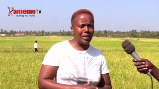 Mwea farmers complain over water shortages and poor road conditions