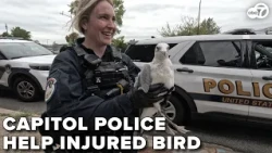 Capitol Police stop to help injured seagull in DC