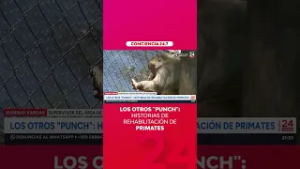 Kiwi: el mono araña que también fue abandonado por su madre