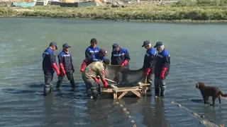 Популяцию аральского усача восстанавливают в Кызылординской области