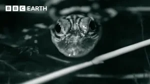 Alligator Hatchlings Practice Hunting at Night | Florida - America's Animal Paradise | BBC Earth