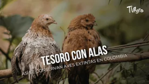 Tesoro con alas: así se conservan aves extintas en Colombia - TvAgro por Juan Gonzalo Angel